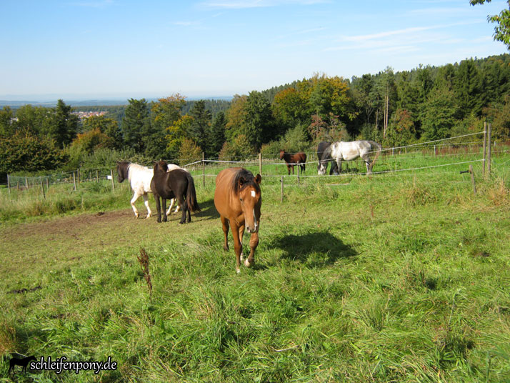 fohlenkoppel