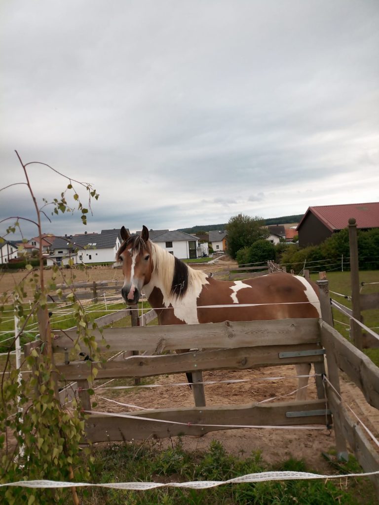 Pferdehaltung in Eigenregie